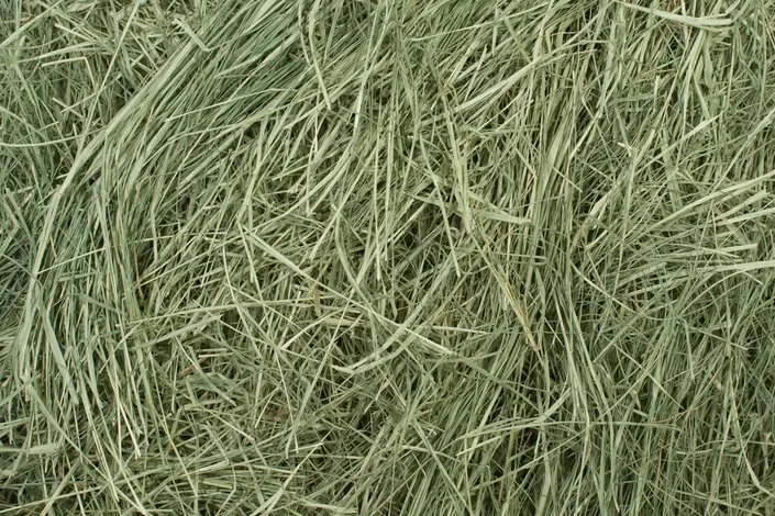 Bermuda Hay