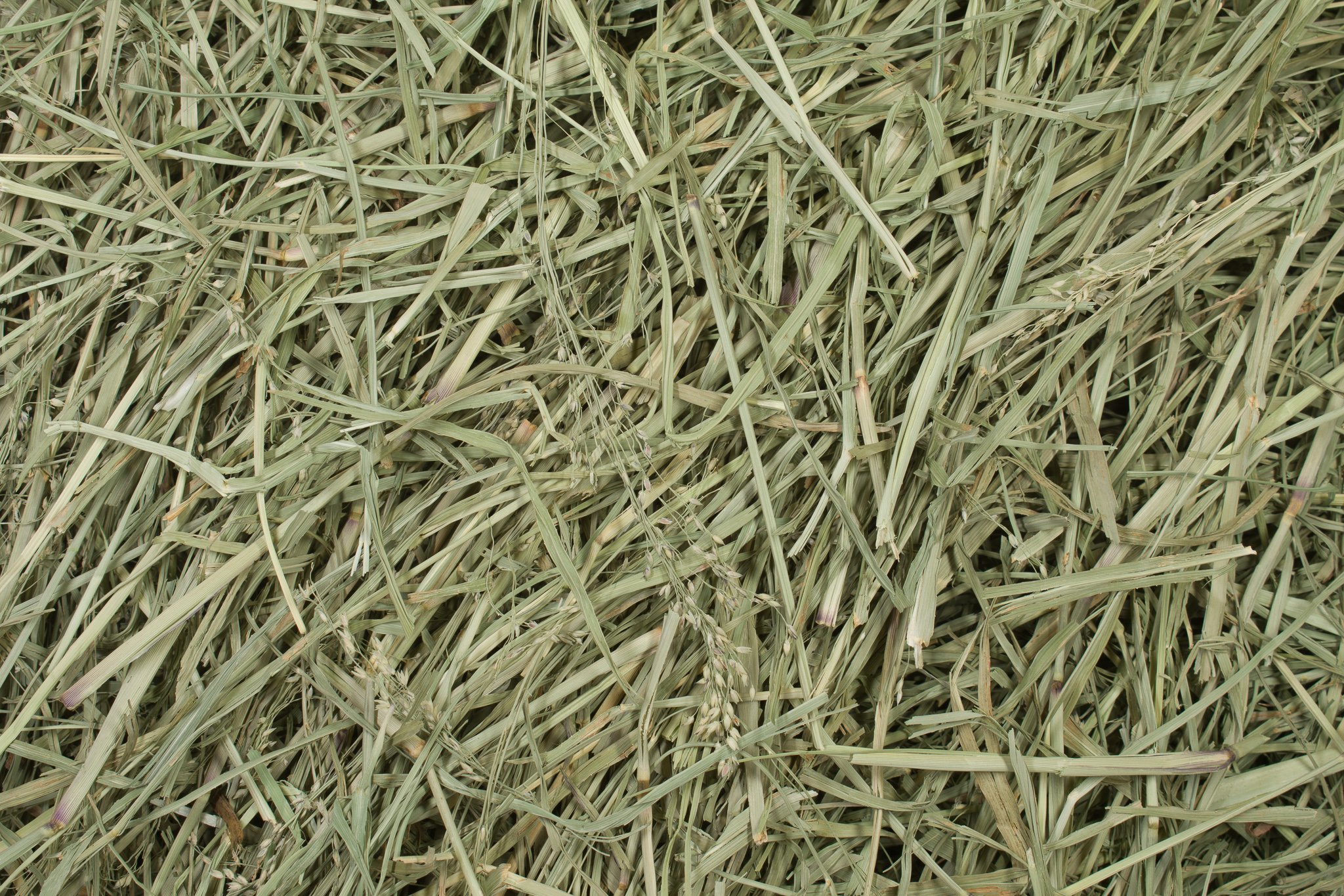 Klein Grass Hay