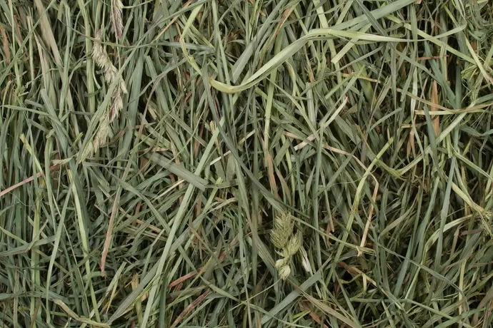 Orchard Hay